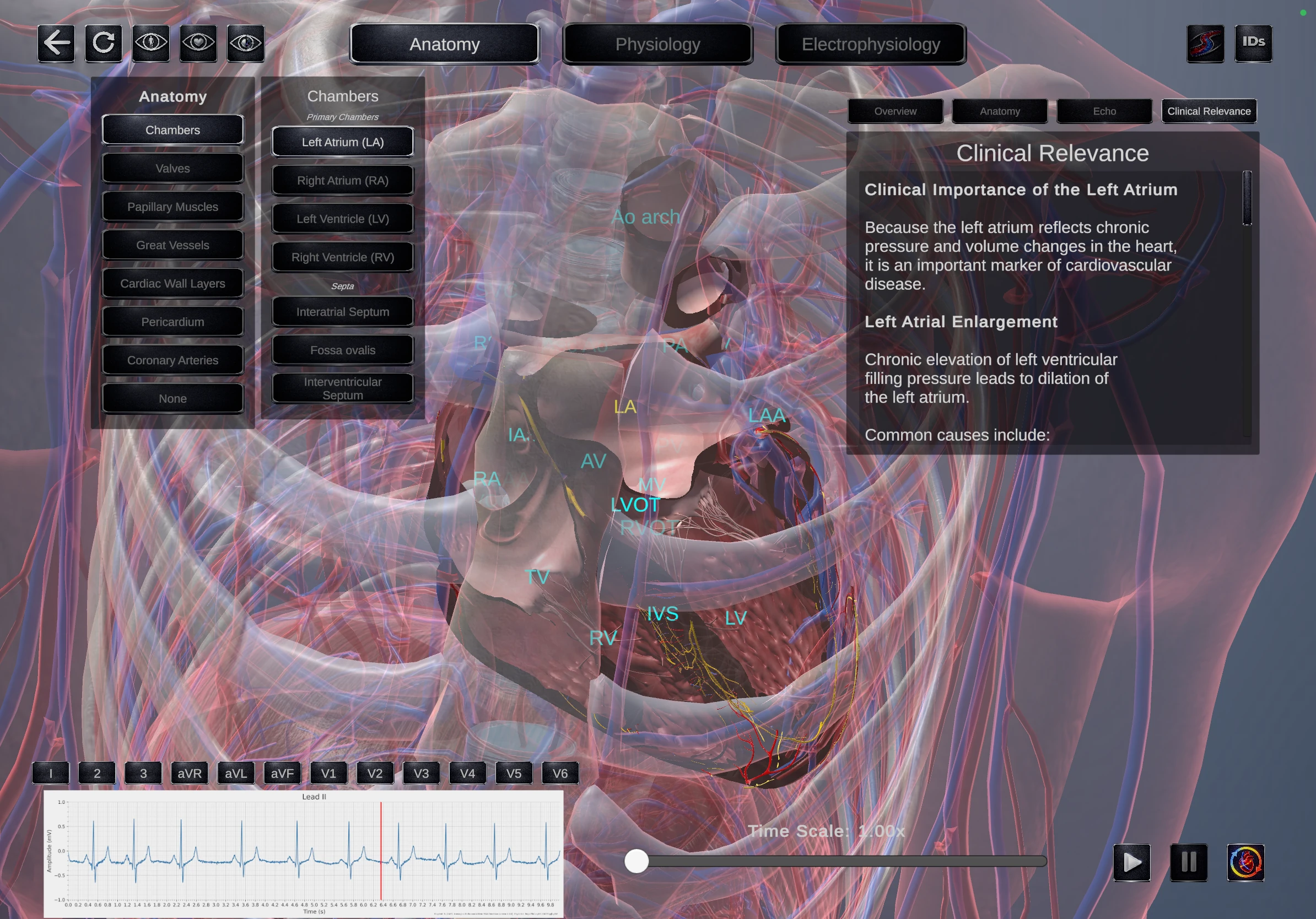 Anatomy view 2