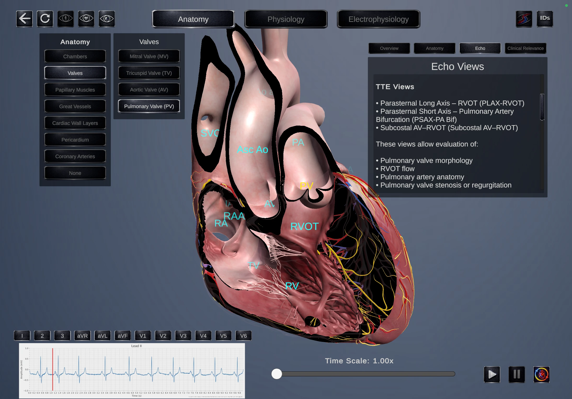 Anatomy view 1